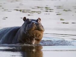 MS SLO MO Shot of Hippopotamus Mouth wide open and Threat display / Moremi Reserve, Botswana, South Africa Stock Footage