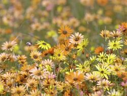 MS R/F Shot of Vast numbers of Namaqualand daisies / Namaqualand, Northern Cape, South Africa Stock Footage