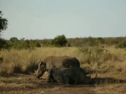 Wildlife in Kruger National Park Stock Footage