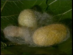 Silkworm, Bombyx mori, in silk chrysalide cocoon, MS, Israel Stock Footage
