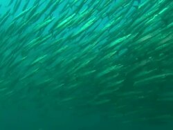 Mackerel school, Los Islotes, Mexico  Stock Footage