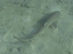 Nurse Shark Stock Footage