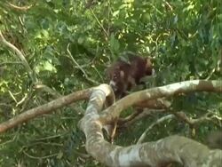 Coati (Nasua), walks along branches Stock Footage