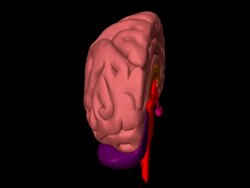 CGI of human brain rotating Stock Footage