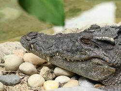 Crocodile Stock Footage