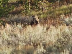 WS PAN View of grizzly walking toward sage brush at sunrise / Tetons, Wyoming, United States Stock Footage
