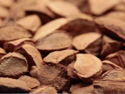 MS PAN Brazilian typical grains Castanha do Para / Sao Paulo, Brazil Stock Footage