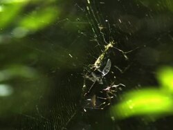 Medium Shot Slow Motion - Dragonfly stuck in Orb-weaver spider's web / Costa Rica Stock Footage