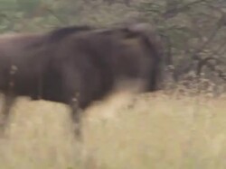 MS TS Wildebeasts running from lion / Tanzania Stock Footage