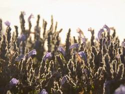 morning : tiny purple garden Stock Footage