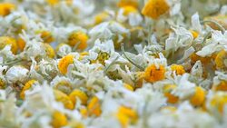 dried flowers daisy Stock Footage