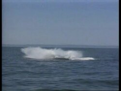 Animal welfare reaction to Iceland resuming whaling News Clip