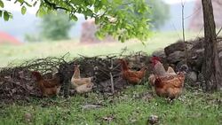Rooster and Chicken Stock Footage