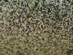 Massive starling flock close up Stock Footage