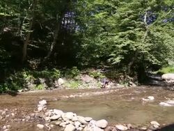 Dilijan national park, view of the river Stock Footage