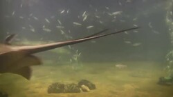 Various fish and stingrays swim together underwater. Stock Footage
