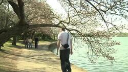 VOICED: Un siglo de cerezos japoneses en Washingto News Clip