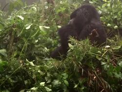 Male Gorilla Eating Stock Footage