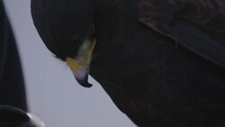 TILT UP from falcon's claws to CU of head Stock Footage