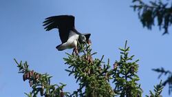 Black Stork Stock Footage