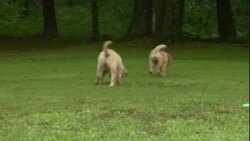 Golden retriever puppies play in a park. Stock Footage