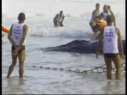 Attempts to free beached whale Instructional Video