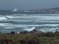 WS field of yellow flowers, sea breaking beyond, Namaqualand, South Africa Stock Footage