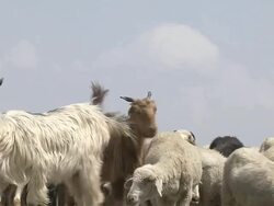 Block Shot Sheep in Patnitop Jammu and Kashmir India Stock Footage