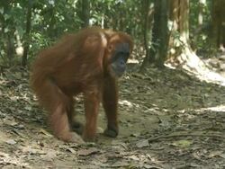 MS Young orang watching / Bukit Lawang, North Sumatra, Indonesia Stock Footage