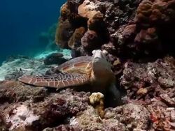 MS TS Green turtle resting under coral and looking at towards / Sipadan, Semporna, Tawau, Malaysia Stock Footage