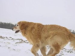 HD STEADY SUPER SLOW-MO: Dog Running In Deep Snow Stock Footage