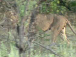 MS Lion walking / Okavango Delta, North West District, Botswana Stock Footage