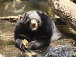 Bears Buffalo. Stock Footage