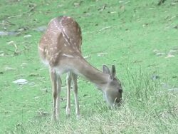 Fallow Deer, Stock Footage
