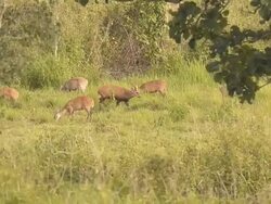 swarm of deer eating Stock Footage