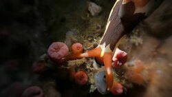 Colorful nudibranch moving undersea (4K) Stock Footage