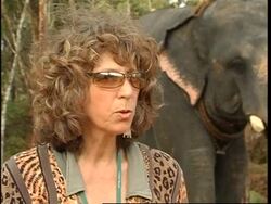 Massage helps to reduce stress in elephants News Clip