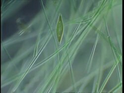 T/L diatom and blue green algae filaments moving; procaryote cell (Oscillatoriales) Stock Footage