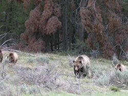 MS Shot of grizzly sow with three cubs walking in forest / Tetons, Wyoming, United States Stock Footage