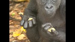 Gorilla family on Loango National Park News Clip