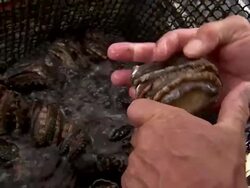 Fisherman handling abalone in tank. Stock Footage