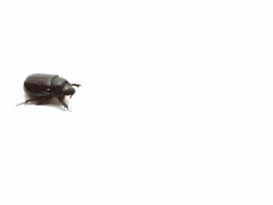 Walking May bug isolated on white Stock Footage