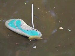 Shoe floating on the waste water. Stock Footage