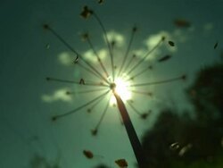 Seeds disperse from umbelliferous seed head Stock Footage