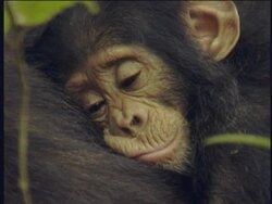 CU, Young chimpanzee (Pan troglodytes) leaning on mother, Gombe Stream National Park, Tanzania Stock Footage