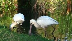 Pair of African Spoonbills Stock Footage