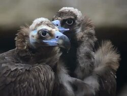 Vulture Stock Footage