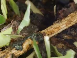 Leaf Cutter Ants (Atta sp.) carrying pieces of leaves to their nest at night in the rainforest, Ecuador Stock Footage