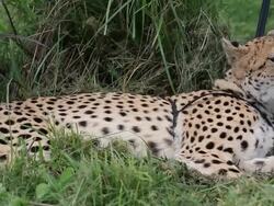 HD video of cheetah Stock Footage