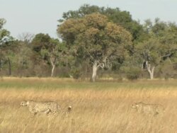 WS TS View of cheetah walking in tall dry grass then stop on termite mound to observe surroundings / Okavango Delta, North-West District, Botswana Stock Footage